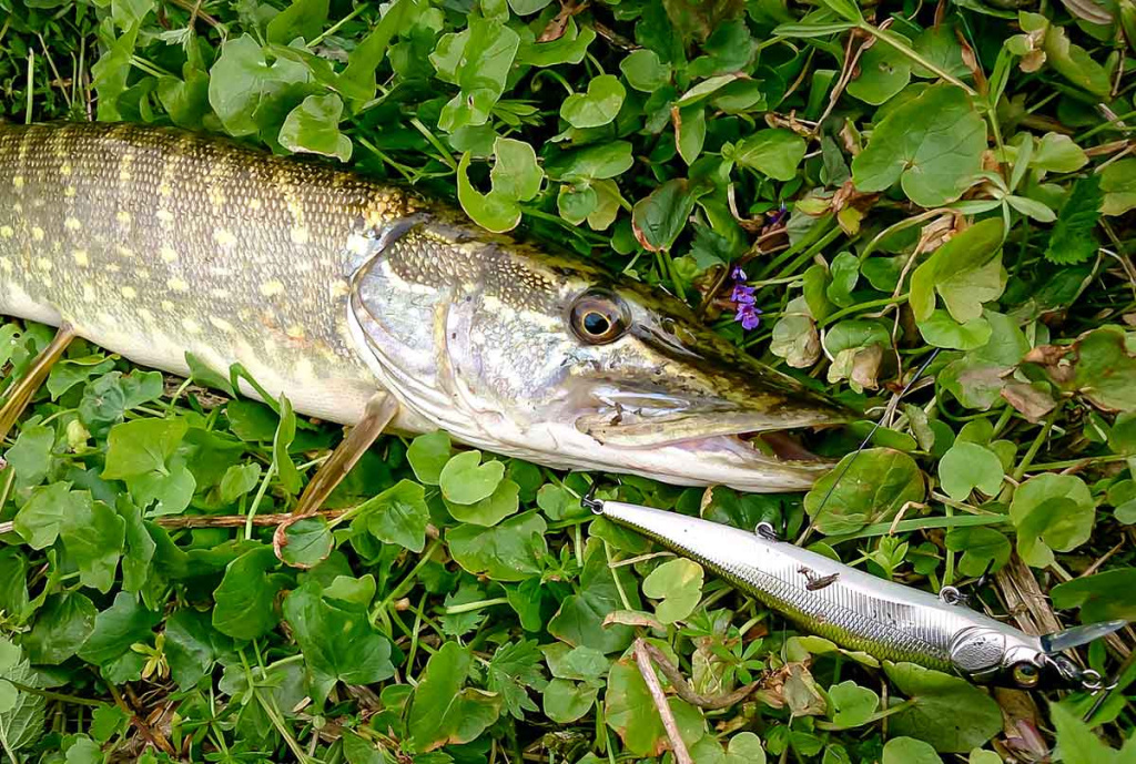 Ar sunku įsisavinti tvičingą? Techniniai niuansai Ar sunku įsisavinti tvičingą? Techniniai niuansai