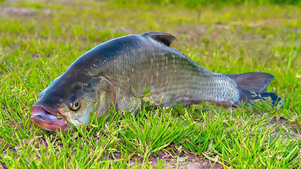 Išsamiai apie membranines bridkelnes. Pirma dalis