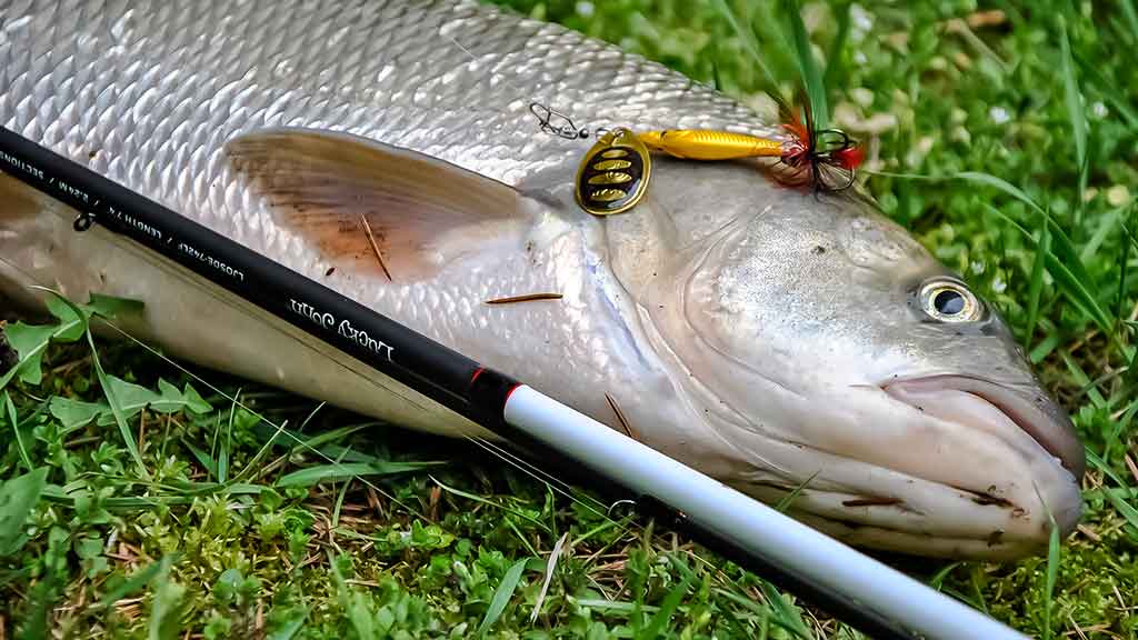 Tandemas – du metaliniai viliokliai Tandemas – du metaliniai viliokliai