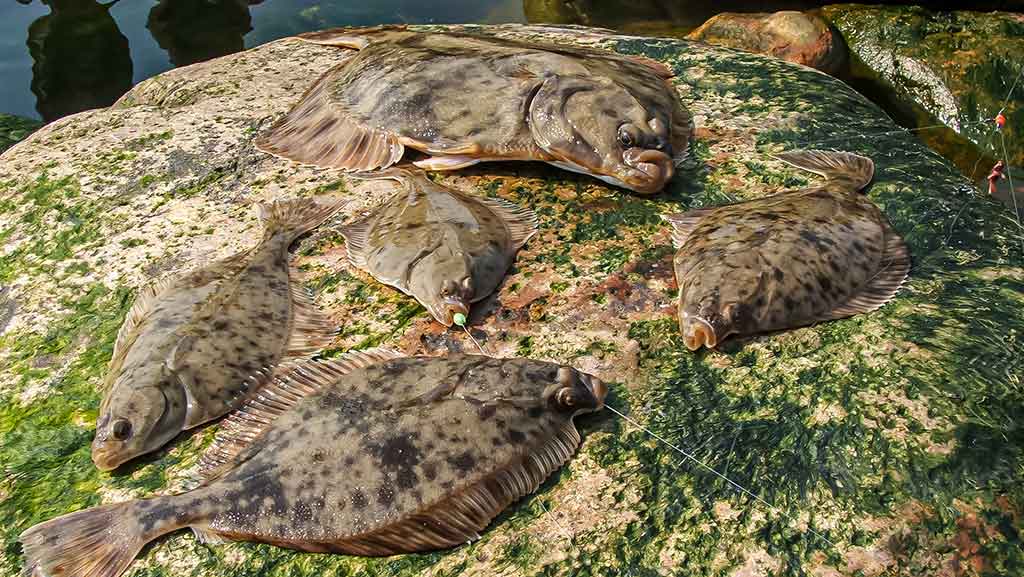 Žūklė dugnine Baltijos priekrantėje. Žuvys, masalai Žūklė dugnine Baltijos priekrantėje. Žuvys, masalai