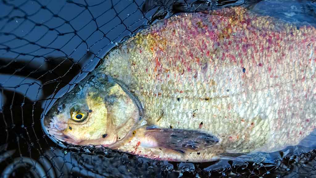 Karšius žvejoju taip... Kuo žavi šių žuvų žūklė