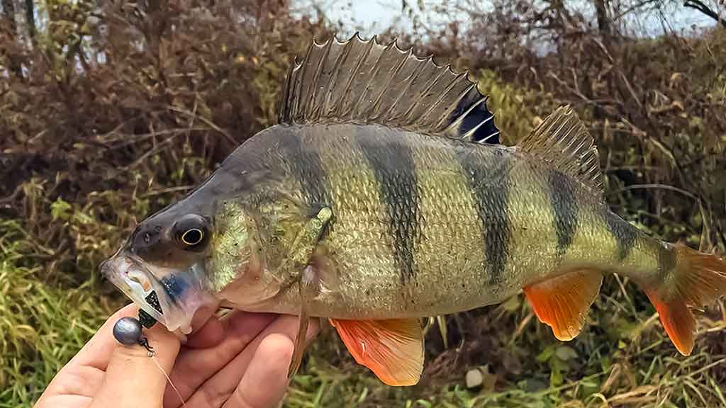 Tvisteris – ne toks paprastas, kaip atrodo Tvisteris – ne toks paprastas, kaip atrodo
