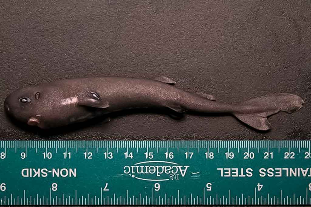 Kišeninis ryklys - Mollisquama mississippiensis Kišeninis ryklys - Mollisquama mississippiensis