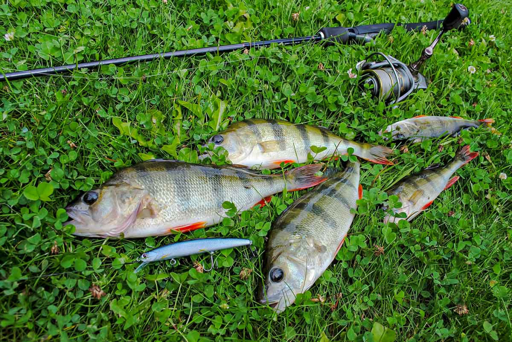 Ar sunku įsisavinti tvičingą? Spiningas