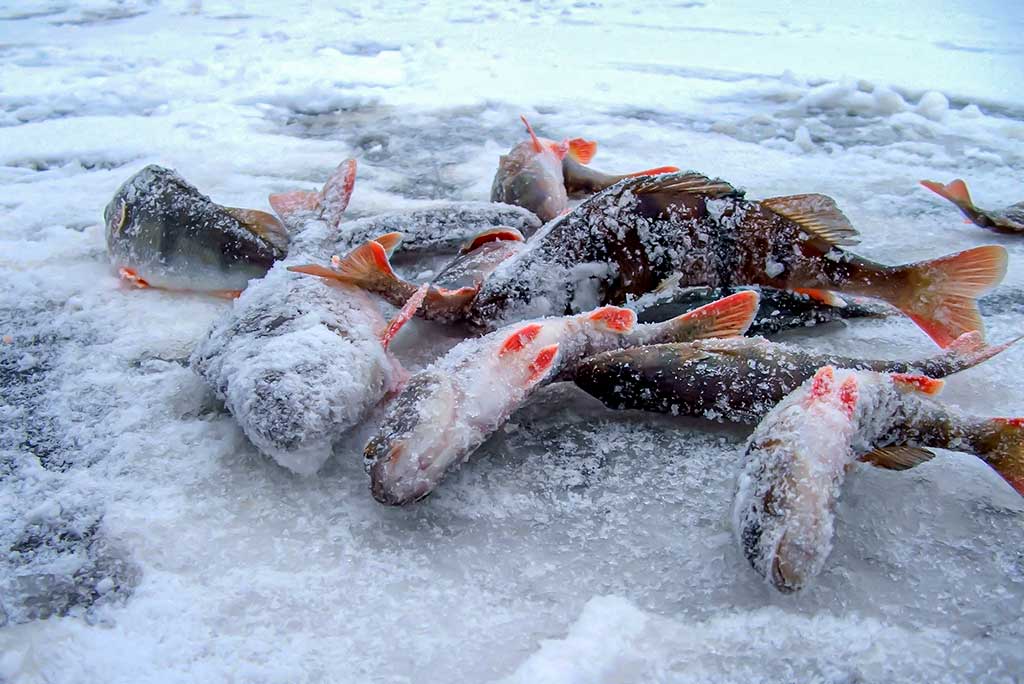 Varžybinis variantas. Antra dalis