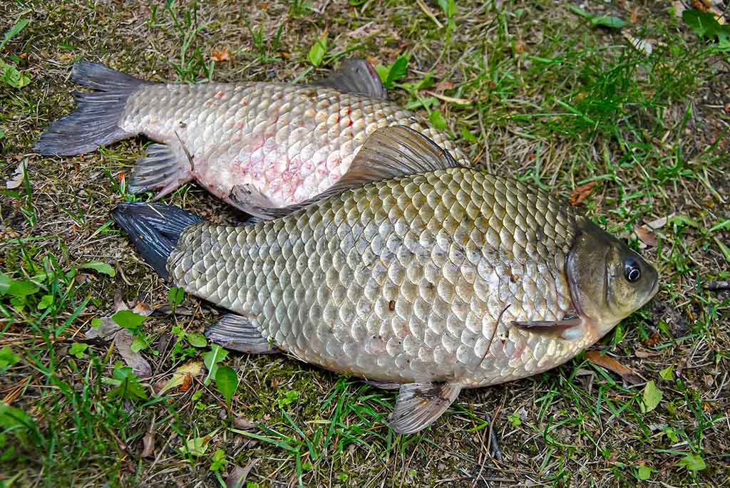 Iš žolių tankynės. Pirma dalis Iš žolių tankynės. Pirma dalis
