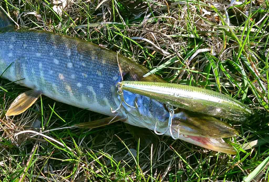 Kuo krepšinis panašus į žvejybą Kuo krepšinis panašus į žvejybą