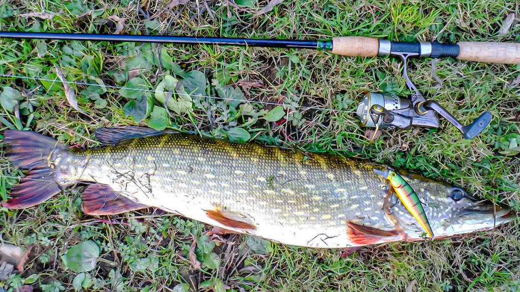 Ar sunku įsisavinti tvičingą? Spiningas