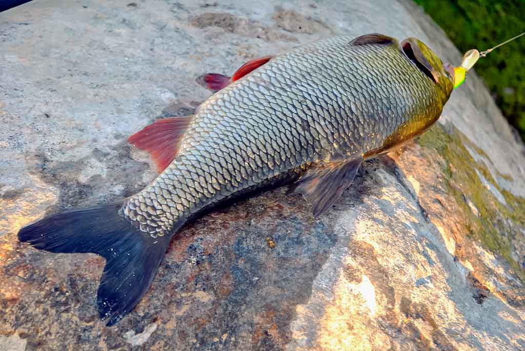 Tiny – kryptis į srovės širdį. Antra dalis Tiny – kryptis į srovės širdį. Antra dalis