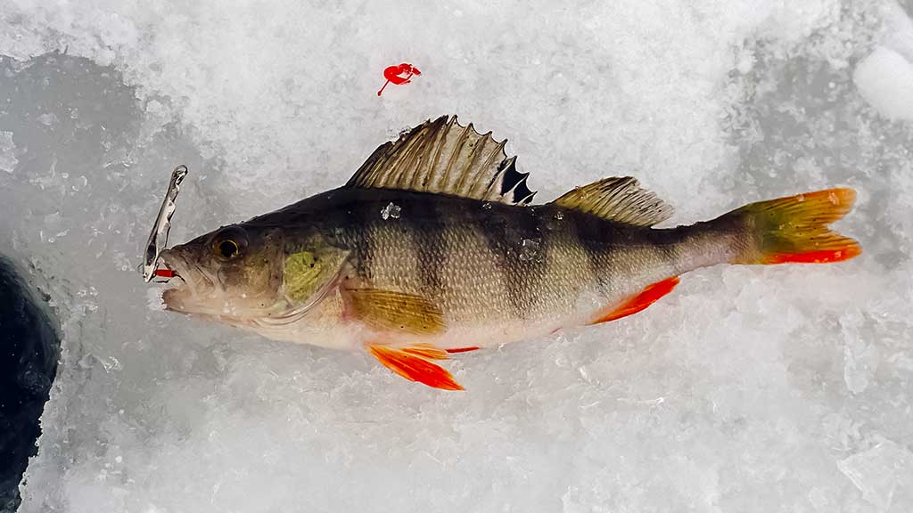 Kada ešerys nusuka nosį