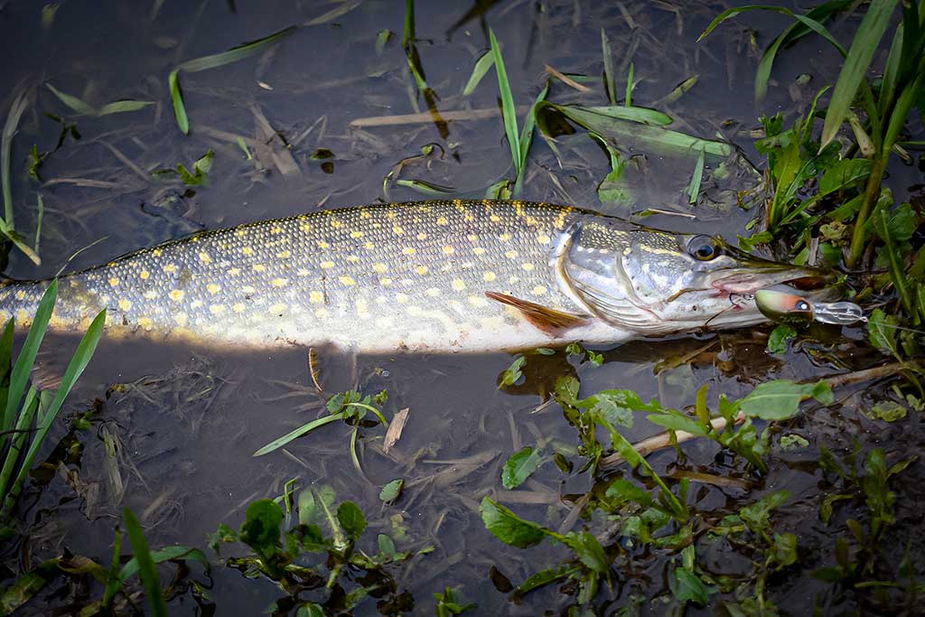 Vandenžolių tankmėje. Pirma dalis Vandenžolių tankmėje. Pirma dalis