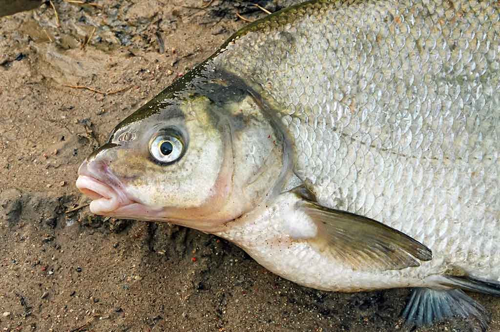 Meškeriojimas plūdine, kur gilu ir sraunu. Pirma dalis