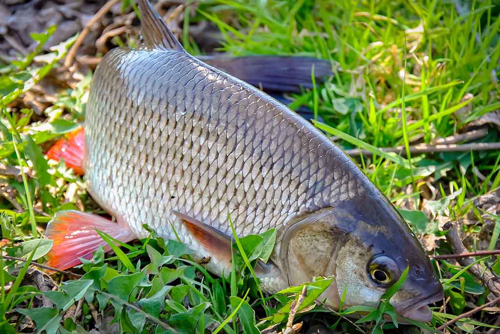 Klasikinis masalas meknėms. Pirma dalis