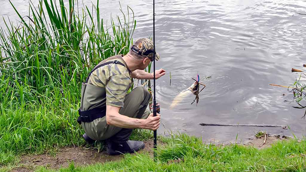 Kaip pagauti lydeką? Kaip pagauti lydeką?
