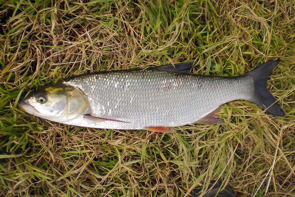 Kaip pagauti salatį? Kaip pagauti salatį?