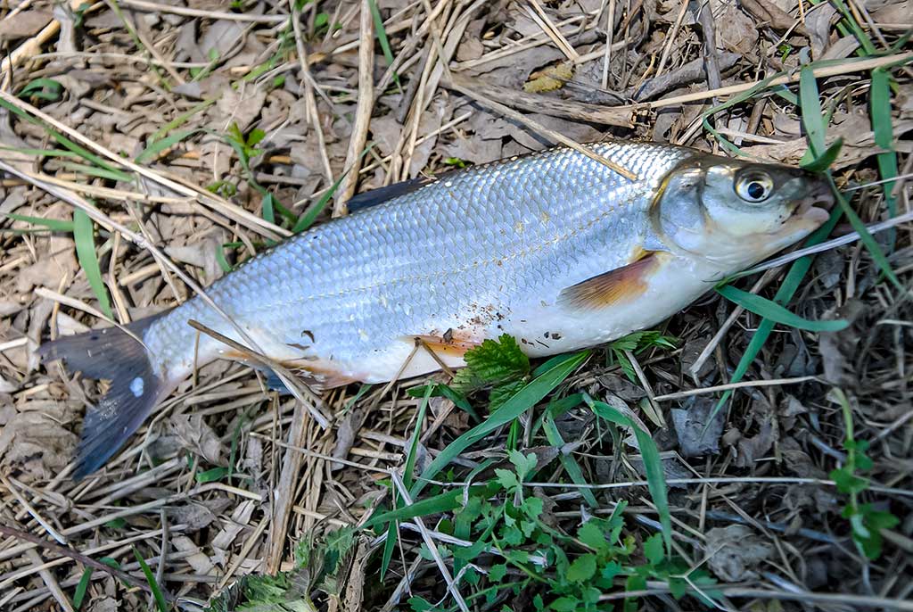 Nuo A iki Z apie monofilamentinį valą. Antra dalis