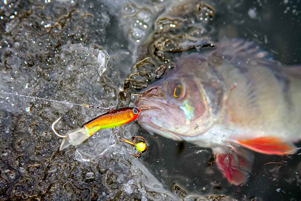 Kaip pagauti ešerį? Kaip pagauti ešerį?