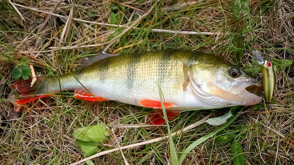 Paslaptingi Dubysos vingiai. Su spiningu – dar įdomiau