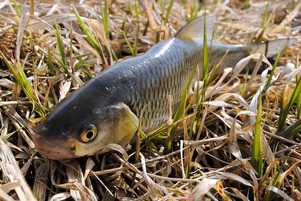 Turkiški žirniai lietuviškoms žuvims Turkiški žirniai lietuviškoms žuvims