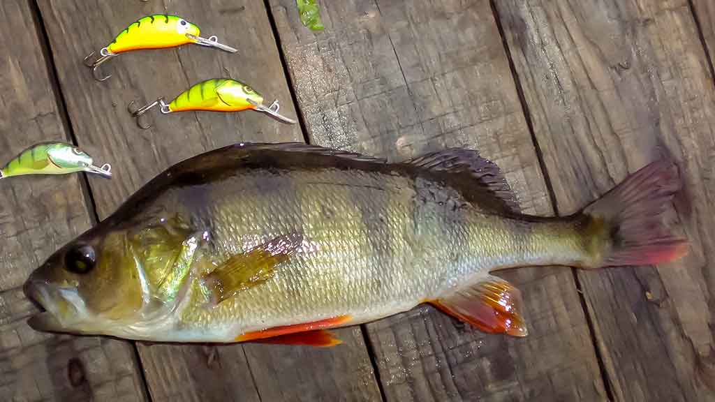 Spiningavimo su lengvais ir mažais plaukiančiaisiais vobleriais technika Spiningavimo su lengvais ir mažais plaukiančiaisiais vobleriais technika