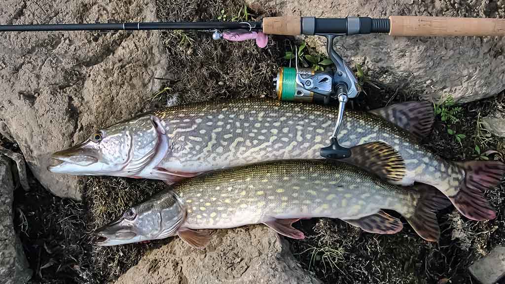 Vidutinio dydžio upės ir lydekų gaudymas