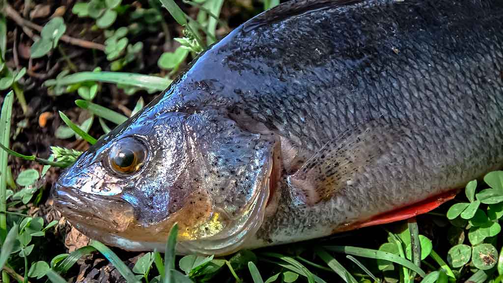 Nemunas nuo Merkinės iki Alytaus. Dvi skirtingos dienos Nemunas nuo Merkinės iki Alytaus. Dvi skirtingos dienos