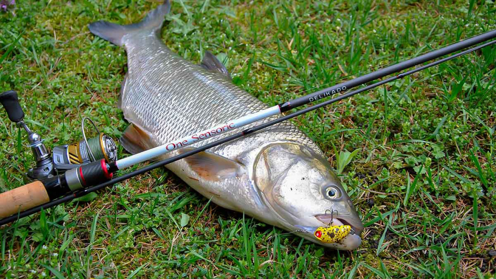 Salačių žūklė indėnų stiliumi Salačių žūklė indėnų stiliumi