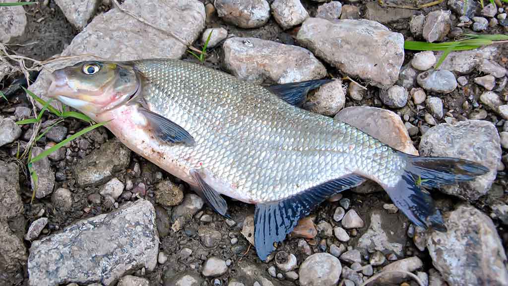 Dar šis bei tas apie kabliukus. Pirma dalis