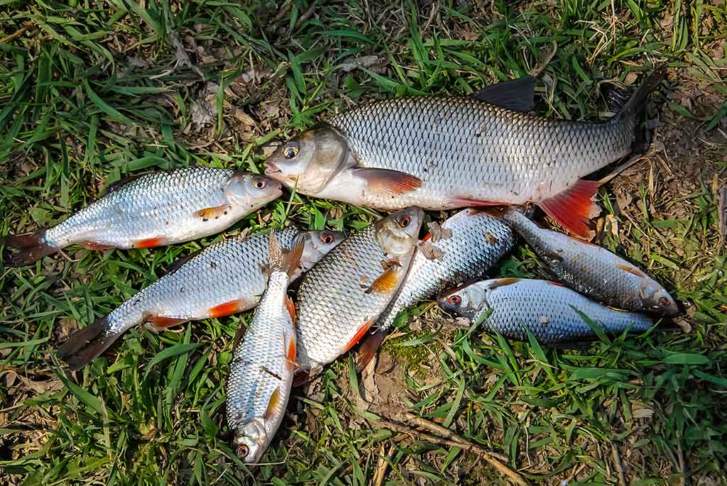 Primirštas geras masalas. Pirma dalis