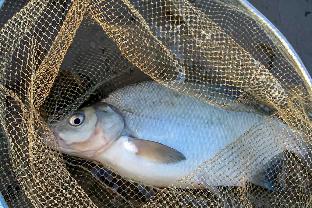 Rytmetinis plūdės šokis Rytmetinis plūdės šokis