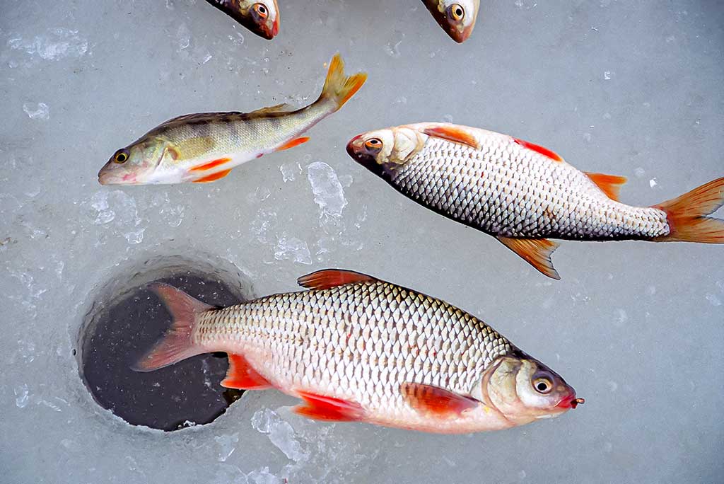 Sidabražvynių kaprizai