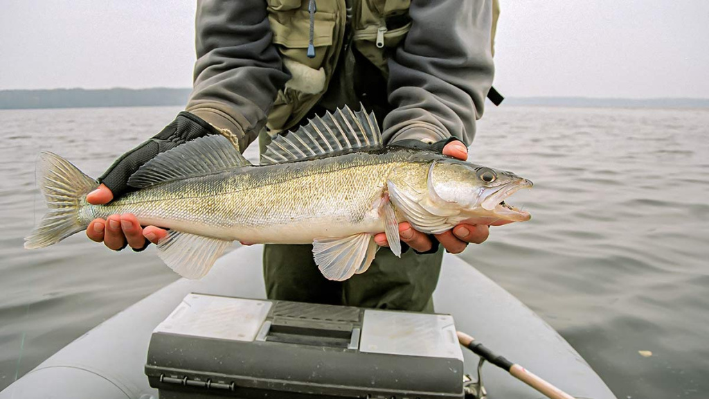 Nutrinkime sterkui nugarą. Pirma dalis Nutrinkime sterkui nugarą. Pirma dalis