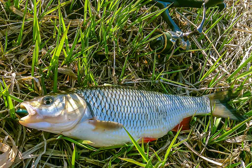 Kaip pagauti šapalą? Kaip pagauti šapalą?