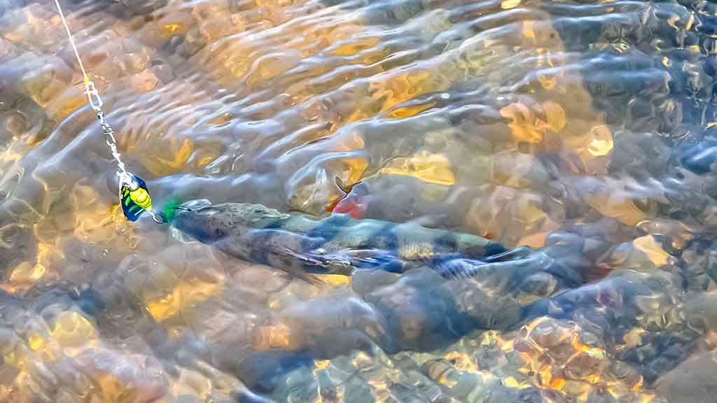 Kodėl spiningaujama įsibridus