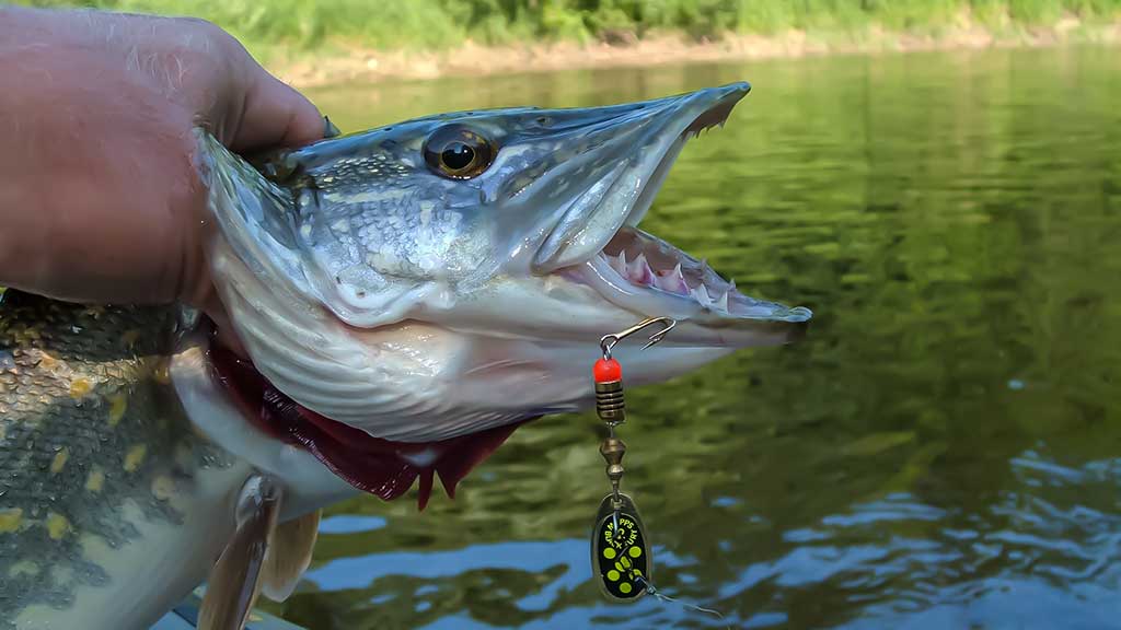 Lydekos, metaliniai masalai, panašumai ir kontrastai