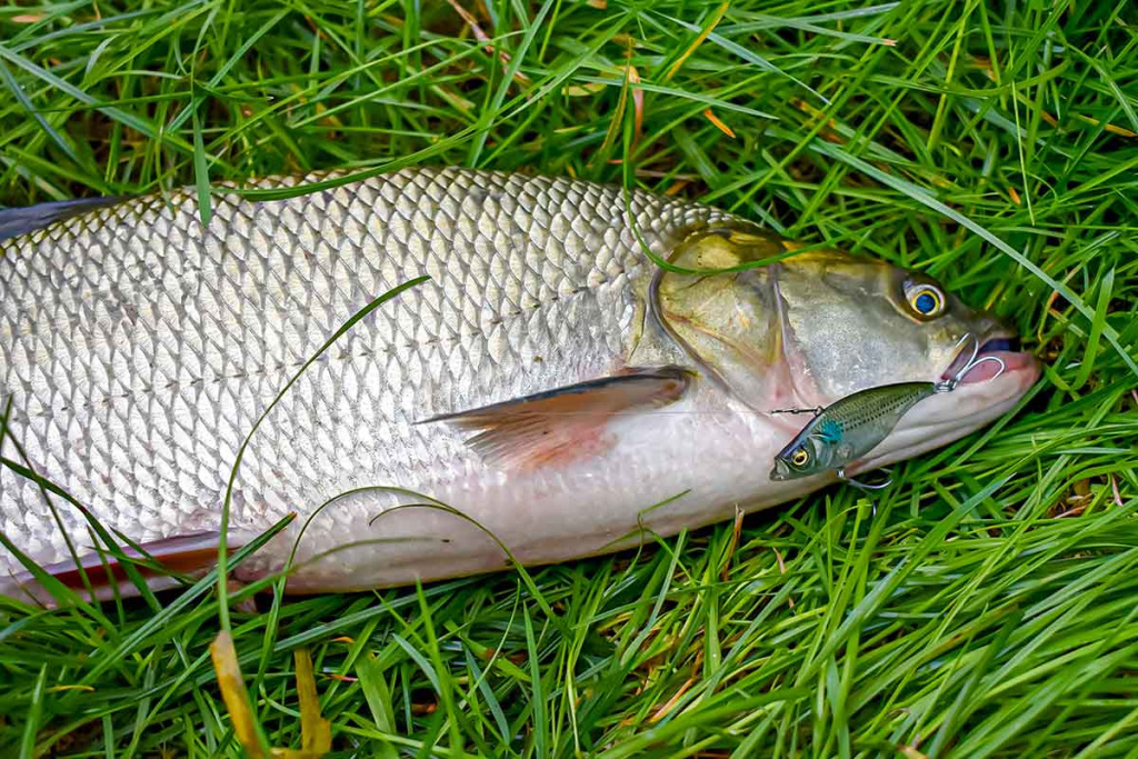 Paprastą spalio dieną prie Nevėžio. Pirma dalis Paprastą spalio dieną prie Nevėžio. Pirma dalis
