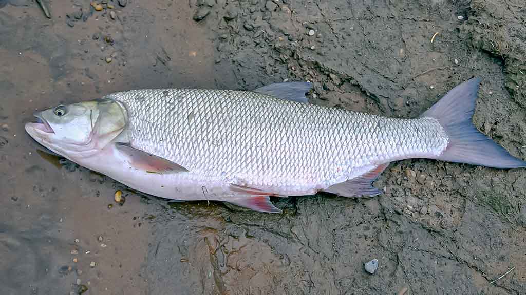 Ne tik salatiniai delikatesai. Antra dalis Ne tik salatiniai delikatesai. Antra dalis