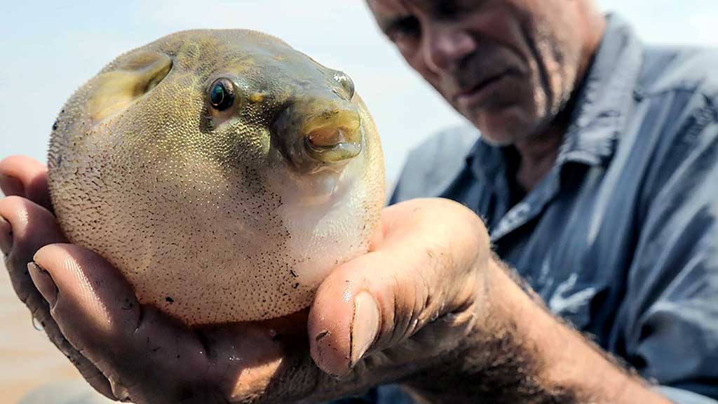 Keturdantė pūsliažuvė (Tetraodontidae) Keturdantė pūsliažuvė (Tetraodontidae)