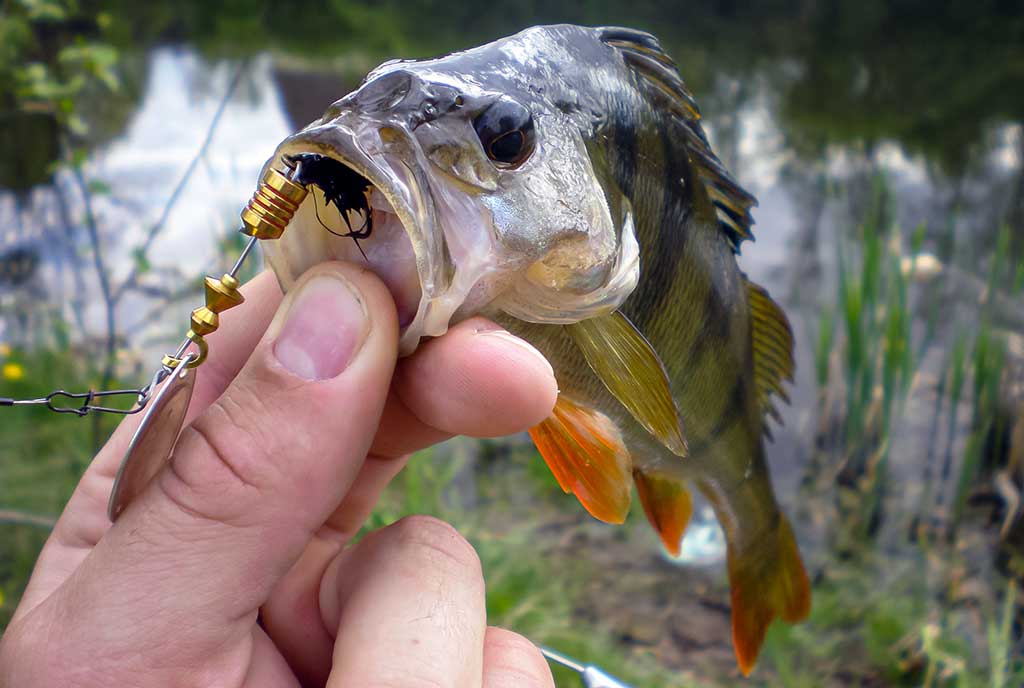 Kaip pagauti ešerį? Kaip pagauti ešerį?