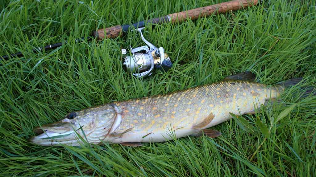 Paskutinės katino dienos Paskutinės katino dienos