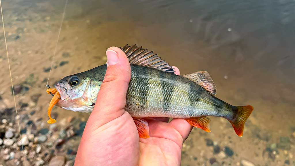 Rudeninė Nevėžio kasdienybė Rudeninė Nevėžio kasdienybė