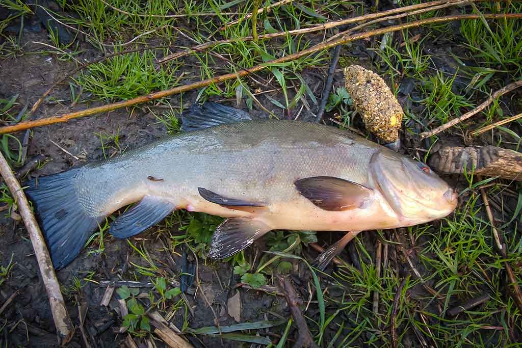 Brėkštančio ryto žuvys. Pirma dalis Brėkštančio ryto žuvys. Pirma dalis