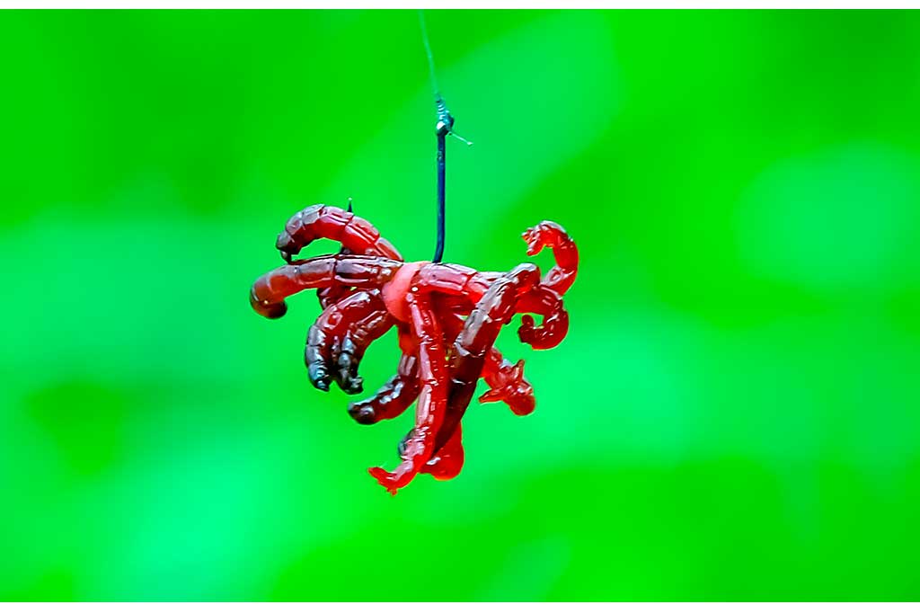 Kaip ant kabliuko užmauti uodo trūklio lervas Kaip ant kabliuko užmauti uodo trūklio lervas
