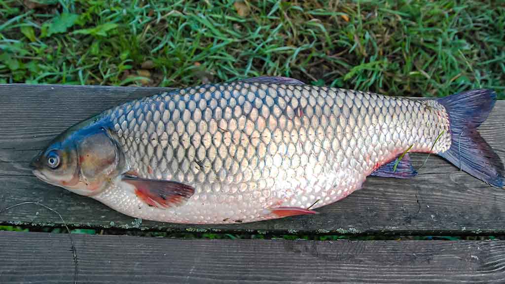 Vandens džiunglių labirintuose. Negiminingi, bet labai panašūs Vandens džiunglių labirintuose. Negiminingi, bet labai panašūs