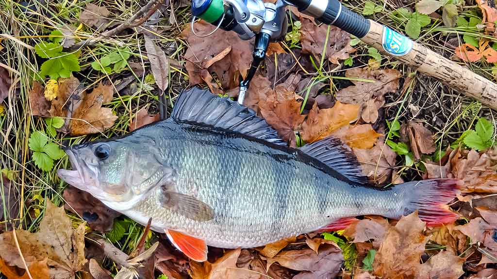 Tandemas – metalinių ir silikoninių masalų deriniai