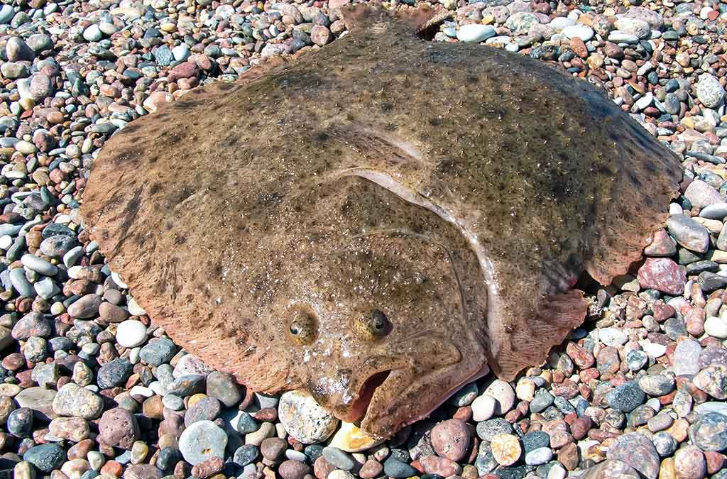 Kaip pagauti Baltijos plekšnę. Išsamiau apie jūrinę įrangą Kaip pagauti Baltijos plekšnę. Išsamiau apie jūrinę įrangą