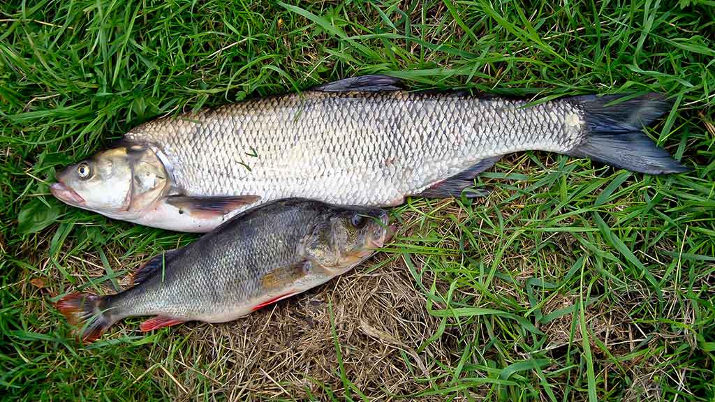 Salačių žūklė indėnų stiliumi Salačių žūklė indėnų stiliumi