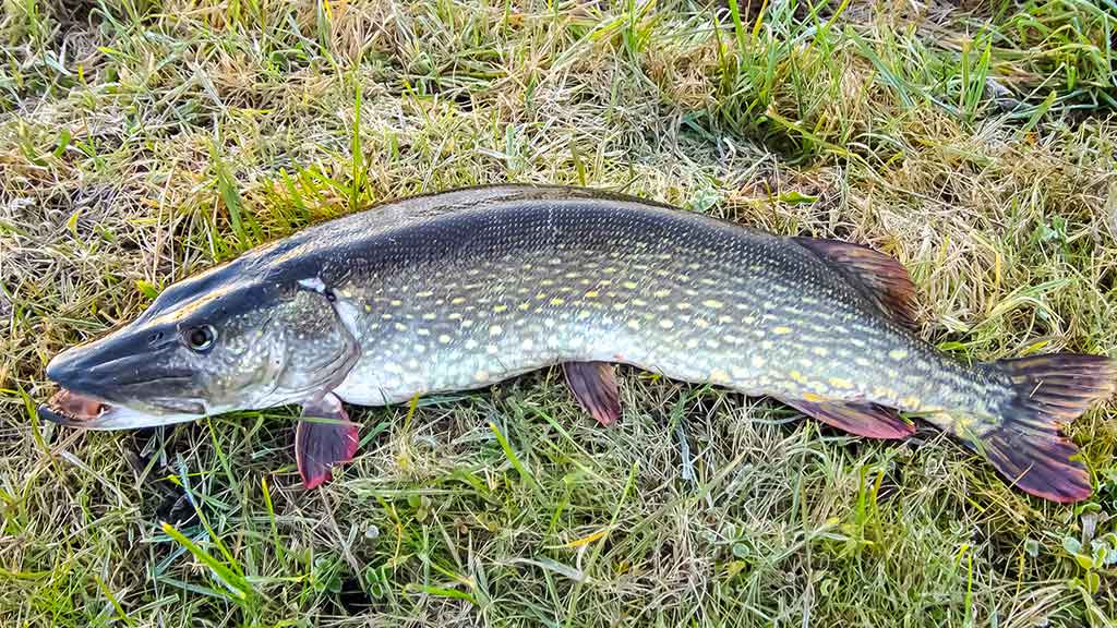 Vieną rudenį prie Nemuno dambų