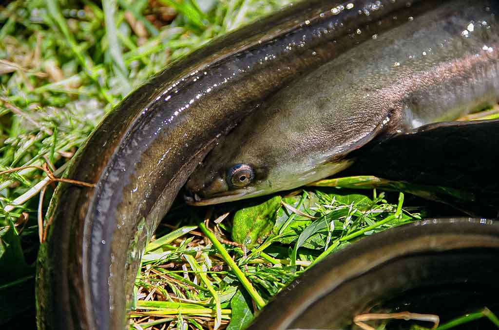 Koks svarelis geriausias. Pirma dalis