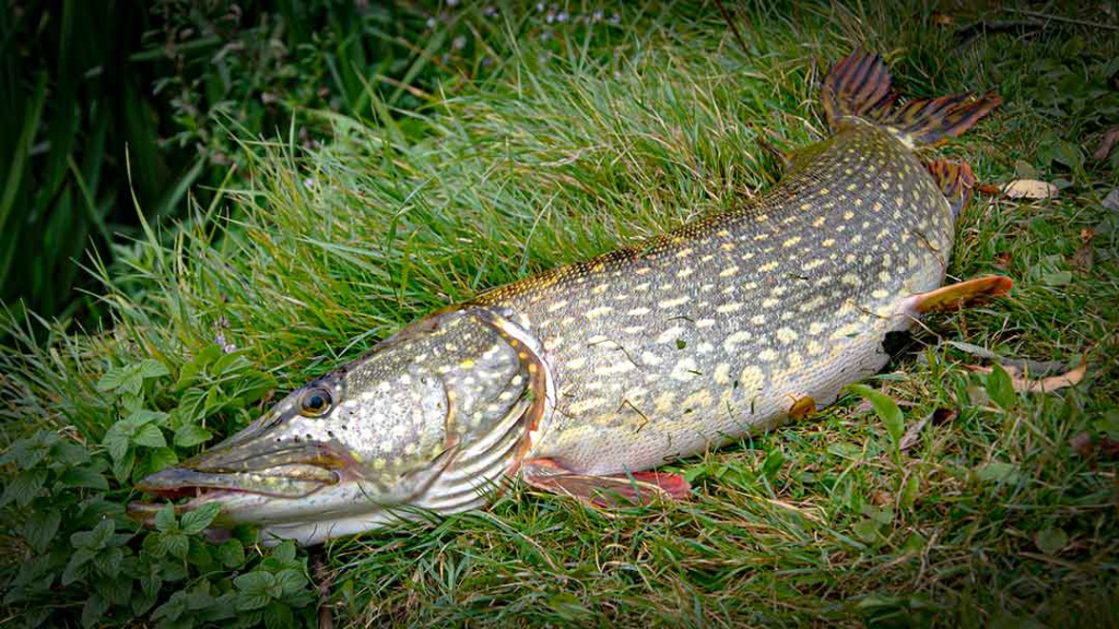 Lydekų žūklė suvešėjus vandenžolėms. Blizgės Lydekų žūklė suvešėjus vandenžolėms. Blizgės